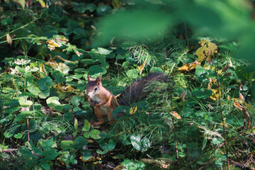 squirrel in the forest among the green grass
