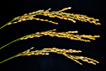 Close-up of Japonica rice ear