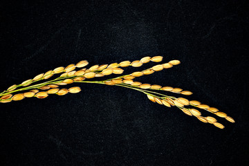 Close-up of Japonica rice ear