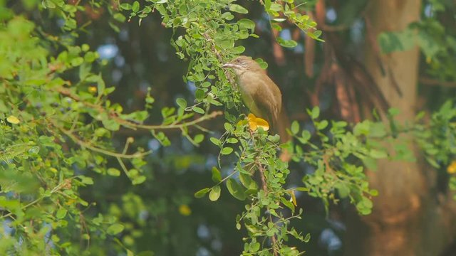 Vdo. clip Streak-eared bulbul wild bird (Pycnonotus blanfordi) feeding truit on top tree around with green leaves nature blurred background.