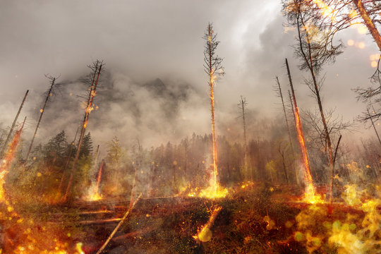 Waldbrand - Feuer - Naturkatastrophe