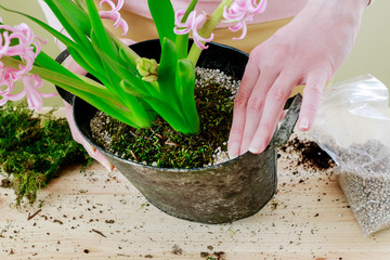 How to make table decoration with pink hyacinth flowers