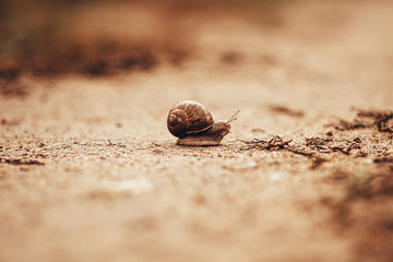 snail creeping along the road
