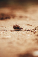 snail creeping along the road