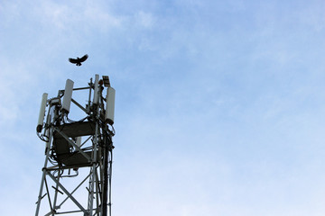 cell phone tower with bird