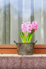 How to make table decoration with pink hyacinth flowers