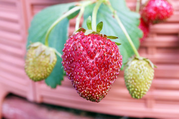 Ripe strawberry berry hanging on a branch in a greenhouse