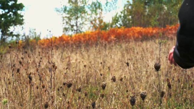 Man goes through field of dry flowers Wild Carrot in autumn (Daucus carota) - (4K)