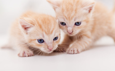 Plakat Adorable small kittens on white table - close up