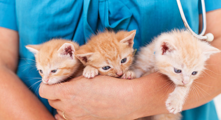 Three cute kitten lying in the veterinary healthcare professional arms - close up