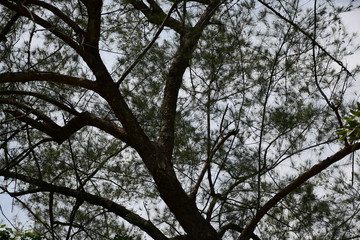 tree in the sky