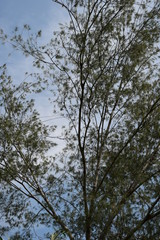 Obraz premium tree and sky