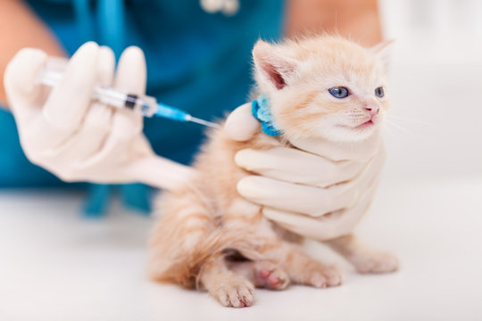 Cute ginger kitten receive a vaccine at the veterinary doctor office - close up