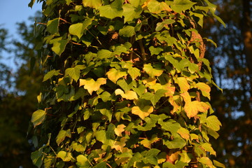 Herbst, Blätter, Baum, Hintergrund