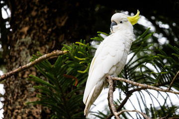 Close up of Cockatoo perched in tree with yellow crest