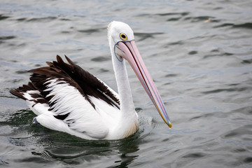 Fototapeta na wymiar Close up of Pelican floating on the sea