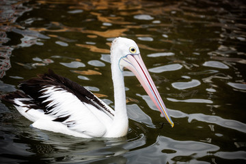 Close up of Pelican floating on the sea