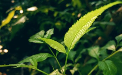green leaves of tree
