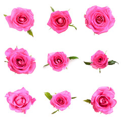 Set of Beautiful single pink rose isolated on white background