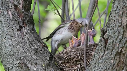 Bird Thrush Fieldfare (Turdus pilaris) feeding chicks in the nest