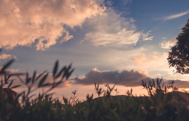 soft beautiful cumulonimbus cloud in afternoon there is blurred grass is foreground