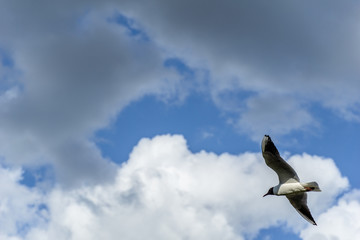 seagull in flying action with full wings spanned