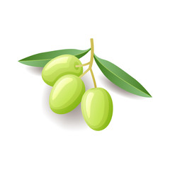 Green olives with leaves on branch icon, vegetable isolated on white background, vector illustration.