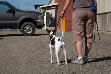 Backside view of small terrier dog on leash, at the ready automobile for scent work of vehicle with partial view of handler's torso and legs in view