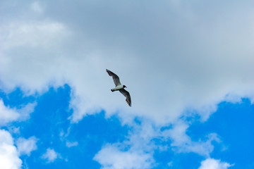 seagull in flying action with full wings spanned