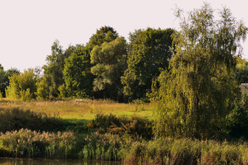 An old pond overgrown with duckweed in the summer evening. Natural background
