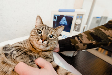 Veterinarian examining cat using ultrasound in vet clinic