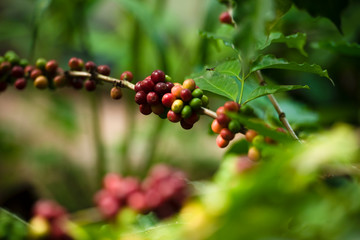 Arabica coffee tree on coffee tree, coffee bean on coffee tree planted in northern Vietnam