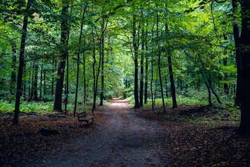 Fototapeta premium Forest path leading deep into the forest and on the side of the tree an old bench.