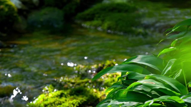 Small stream in the woods during summertime in Sweden