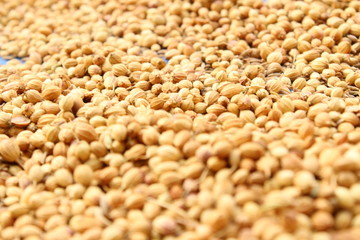 coriander in the street on the sunlight