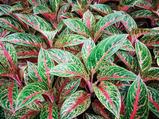 Obraz premium Colorful Aglaonema plants on pot in the garden.Close up leaves background.