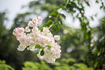 White flowers in the garden in Thailand