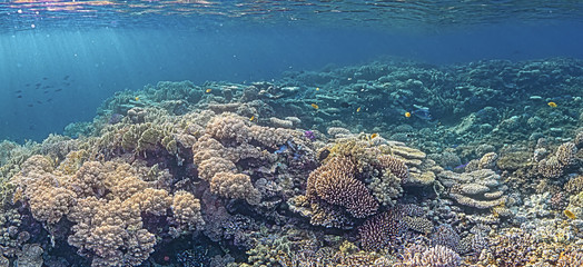 Rifflandschaft im roten Meer