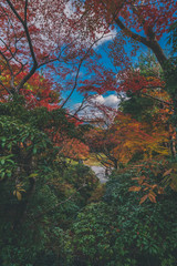 Fototapeta na wymiar 京都 大河内山荘の紅葉と秋景色