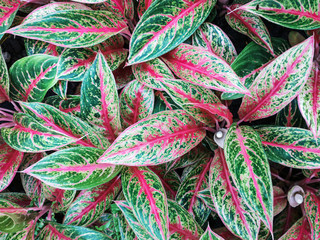 Colorful Aglaonema plants on pot in the garden.Close up leaves background.