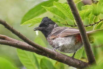bird on a branch