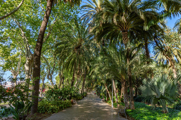 Fototapeta na wymiar Sidewalk on the Paseo del Parque in Malaga, Spain with palm tree jungle