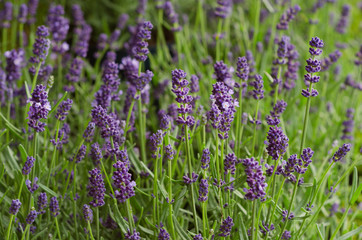 Obraz premium Lavender bushes close up Lavender bushes close up