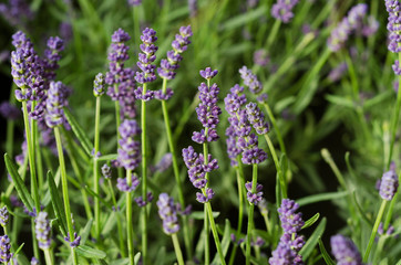 Lavender bushes close up Lavender bushes close up 2