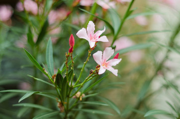 soft pink flowers oleander plant