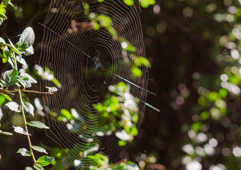 spider web insect trap in the sunlight