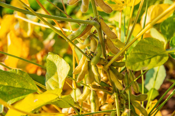 Ripe golden soy bean pods in autumn