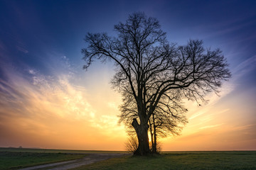 Fototapeta na wymiar Gravel path leads to a single tree in foggy morning mood in the sunrise
