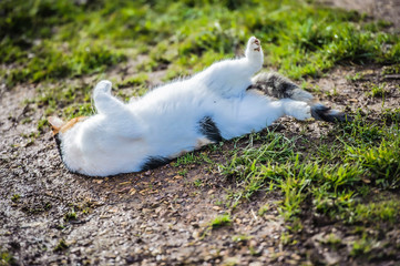 Calico cat rolling in muddy ground, showing white belly and green grass in background