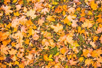 Maple foliage on ground in autumn, nature texture. Seasonal change concept